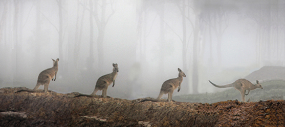 A Grey Kangaroo in a fog